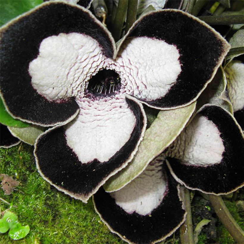 Asarum maximum Giant - Mansoor (Bloei)