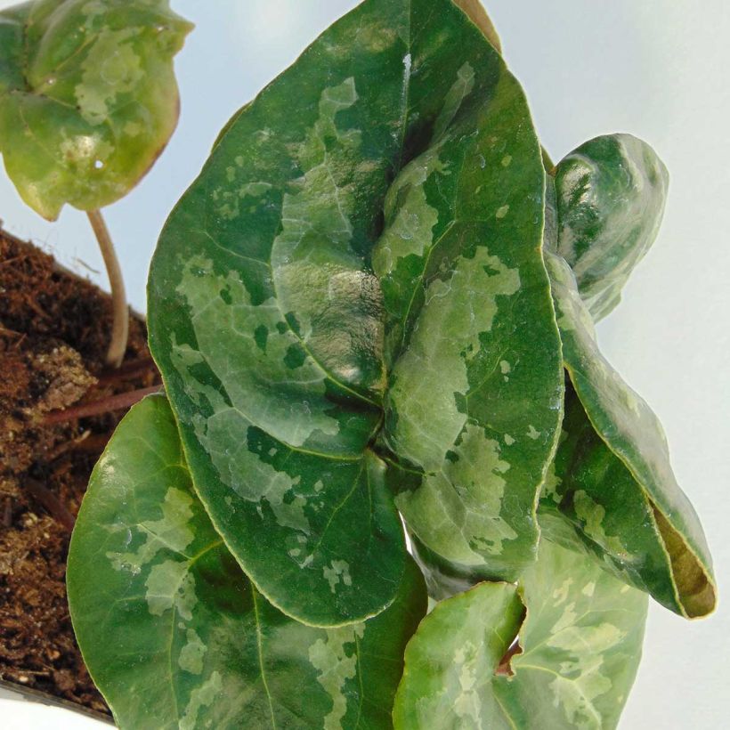 Asarum maximum Giant - Mansoor (Blad)