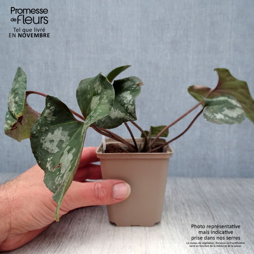 Exemplaar van Asarum maximum Ling Ling - Mansoor Kweekpotje van 8/9 cm zoals geleverd in de herfst