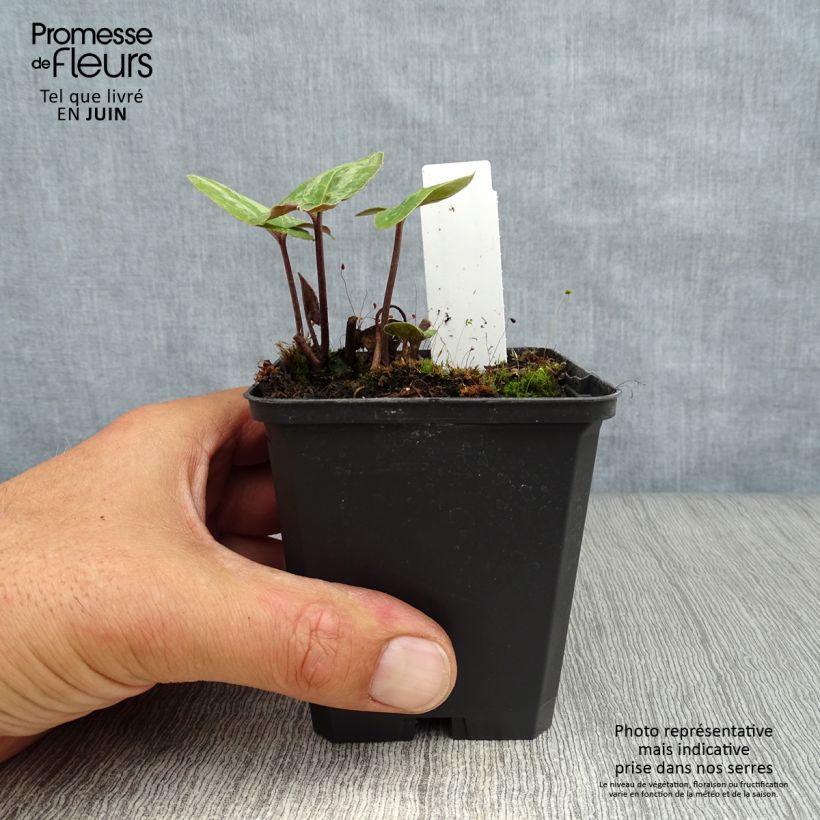 Exemplaar van Asarum maximum Ling Ling - Mansoor Kweekpotje van 8/9 cm zoals geleverd in de zomer