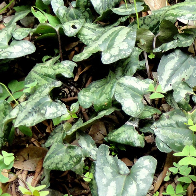 Asarum splendens - Mansoor (Blad)