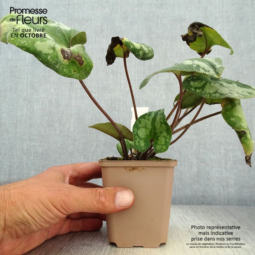 Exemplaar van Asarum splendens - Mansoor Kweekpotje van 8/9 cm zoals geleverd in de herfst