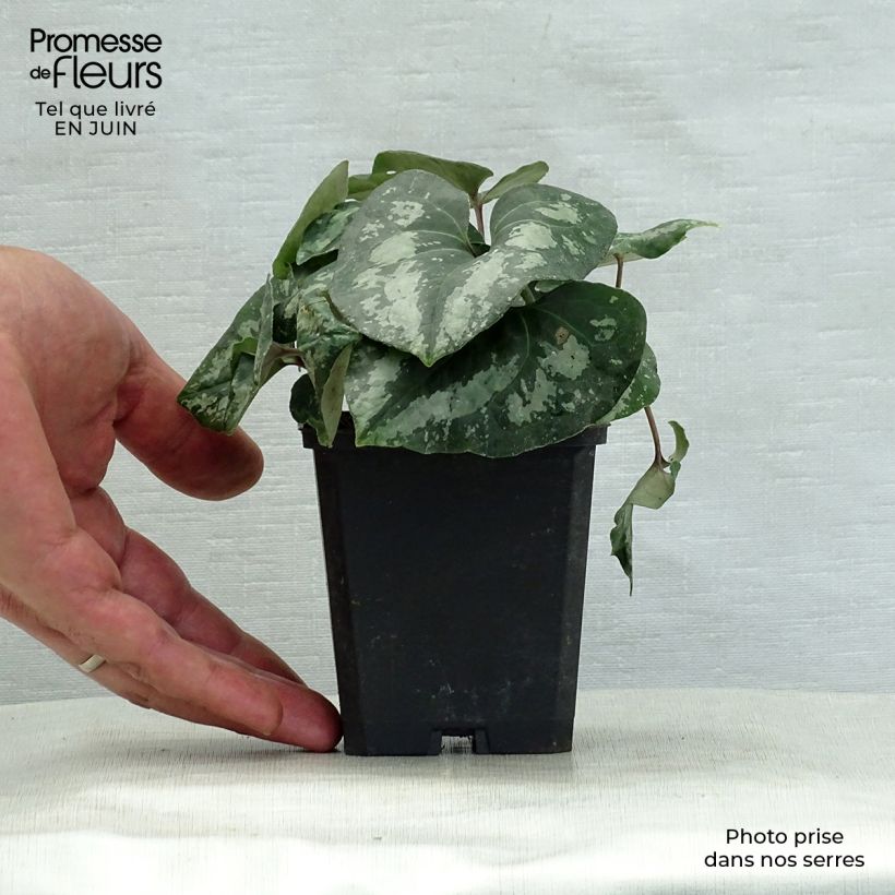 Exemplaar van Asarum splendens - Mansoor Kweekpotje van 8/9 cm zoals geleverd in de zomer