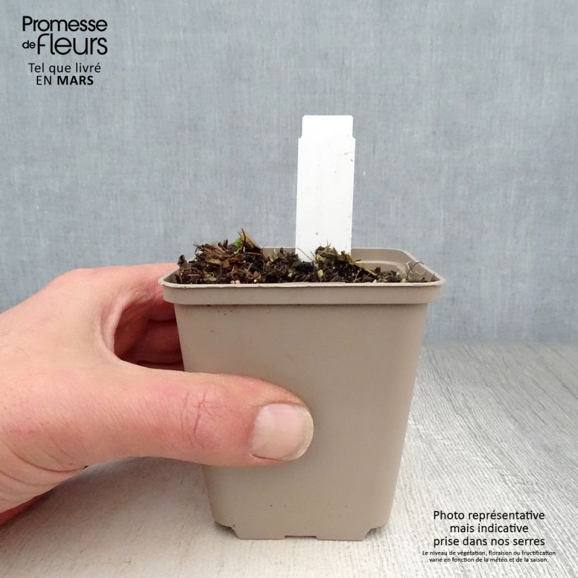 Exemplaar van Asclepias speciosa - Zijdeplant Kweekpotje van 8/9 cm zoals geleverd in de lente