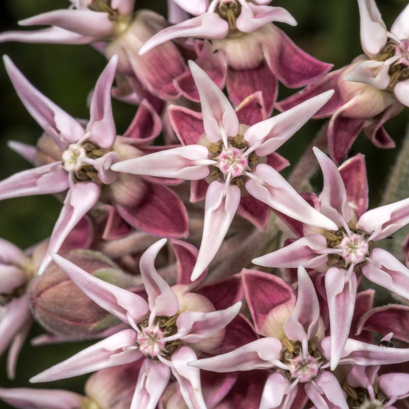 Asclepias speciosa - Zijdeplant (Bloei)