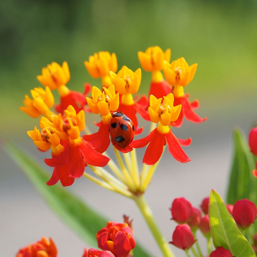 Asclepias curassavica - Frederiksbloem (Bloei)