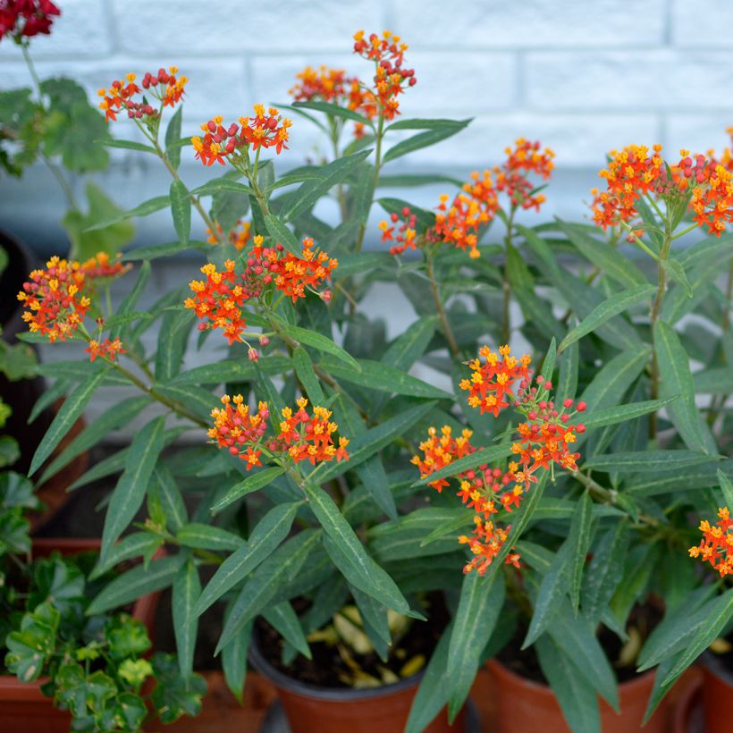 Asclepias curassavica - Frederiksbloem (Groeiplaats)