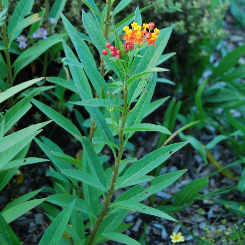Asclepias curassavica - Frederiksbloem (Blad)