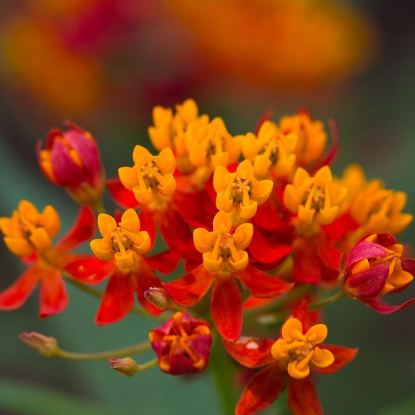 Asclepias curassavica - Frederiksbloem (Bloei)