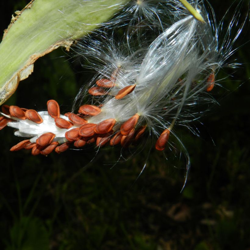 Asclepias curassavica - Frederiksbloem (Oogst)