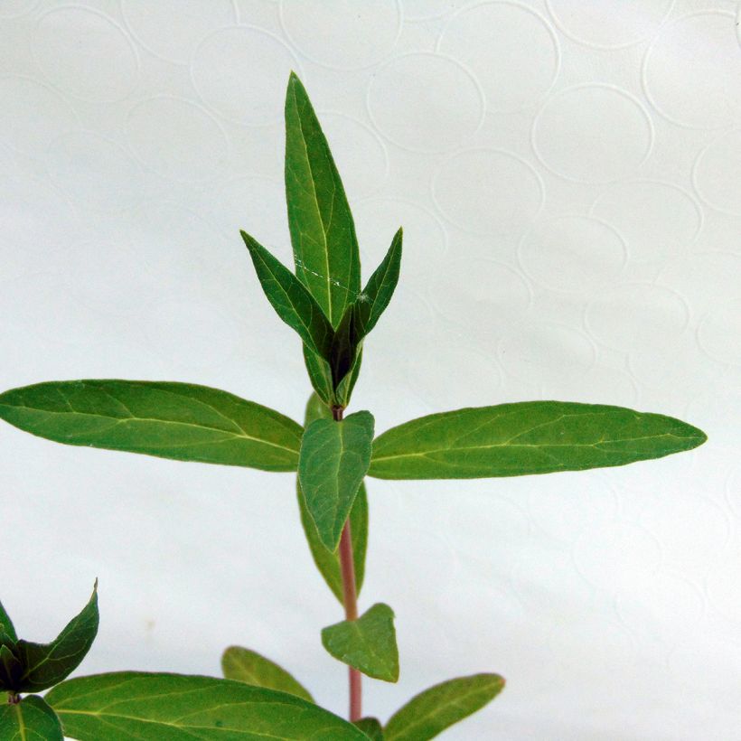 Asclepias incarnata - Rode zijdeplant (Blad)