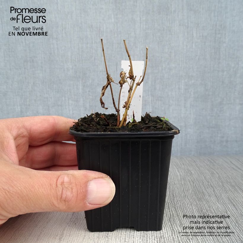 Exemplaar van Asclepias incarnata - Rode zijdeplant Kweekpotje van 8/9 cm zoals geleverd in de herfst