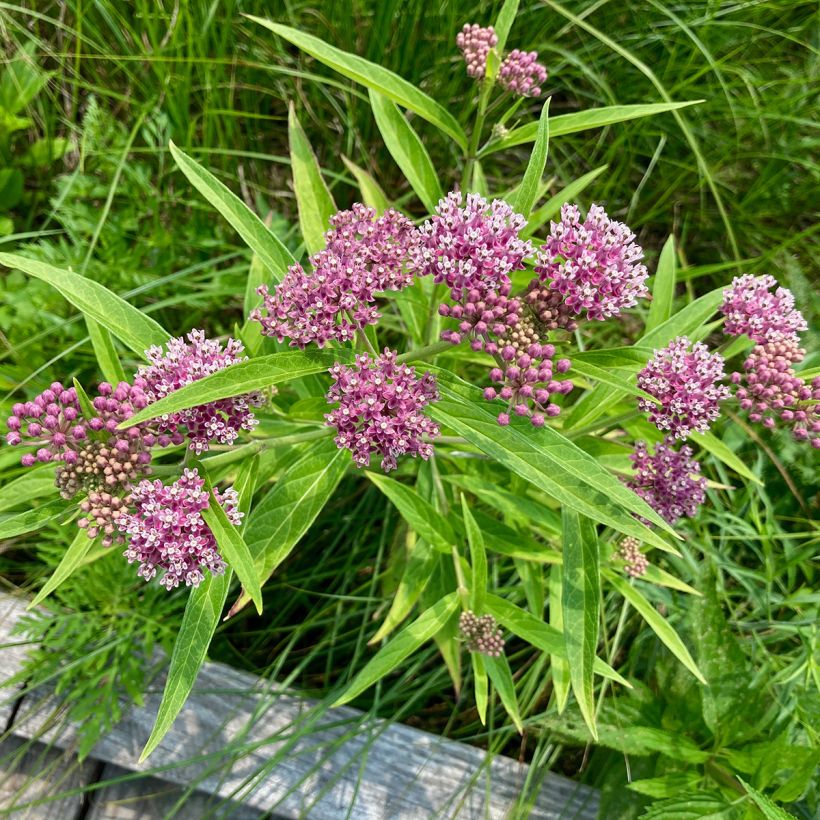 Asclepias incarnata - Rode zijdeplant (Groeiplaats)