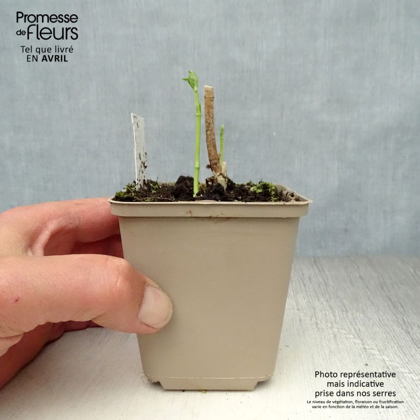 Exemplaar van Asclepias incarnata Ice Ballet - zijdeplant rood Kweekpotje van 8/9 cm zoals geleverd in de lente