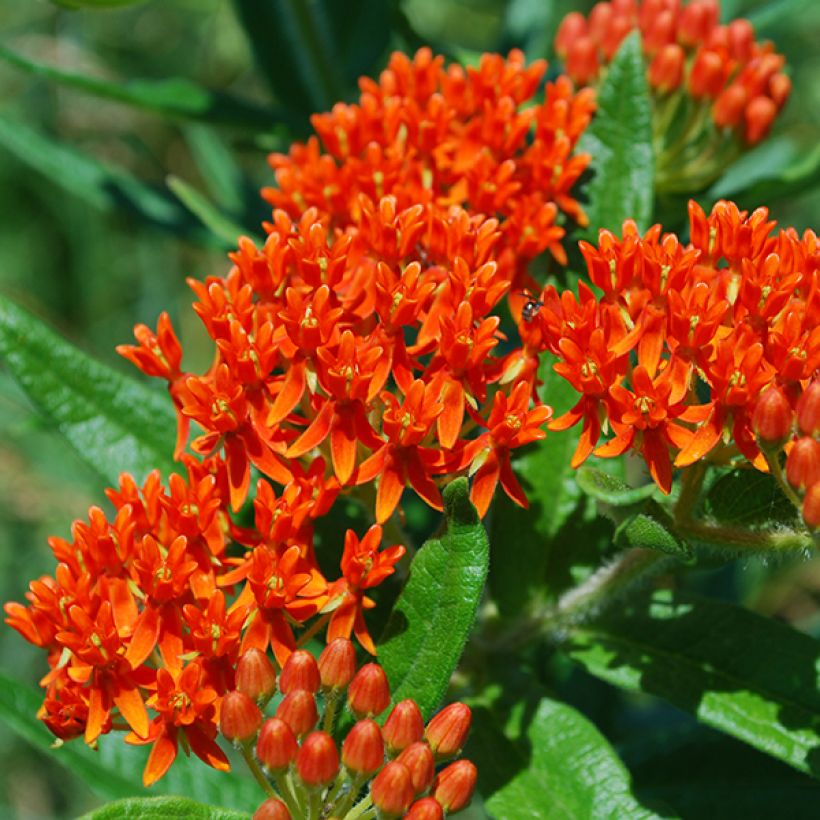 Asclepias tuberosa - Knolzijdeplant (Bloei)