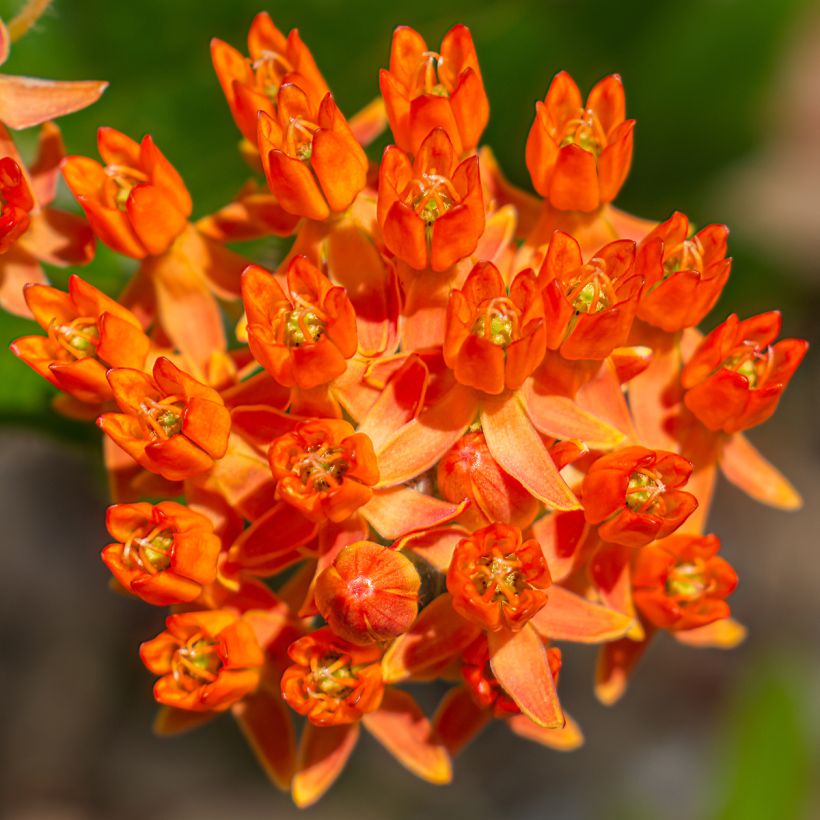 Asclepias tuberosa - Knolzijdeplant (Bloei)