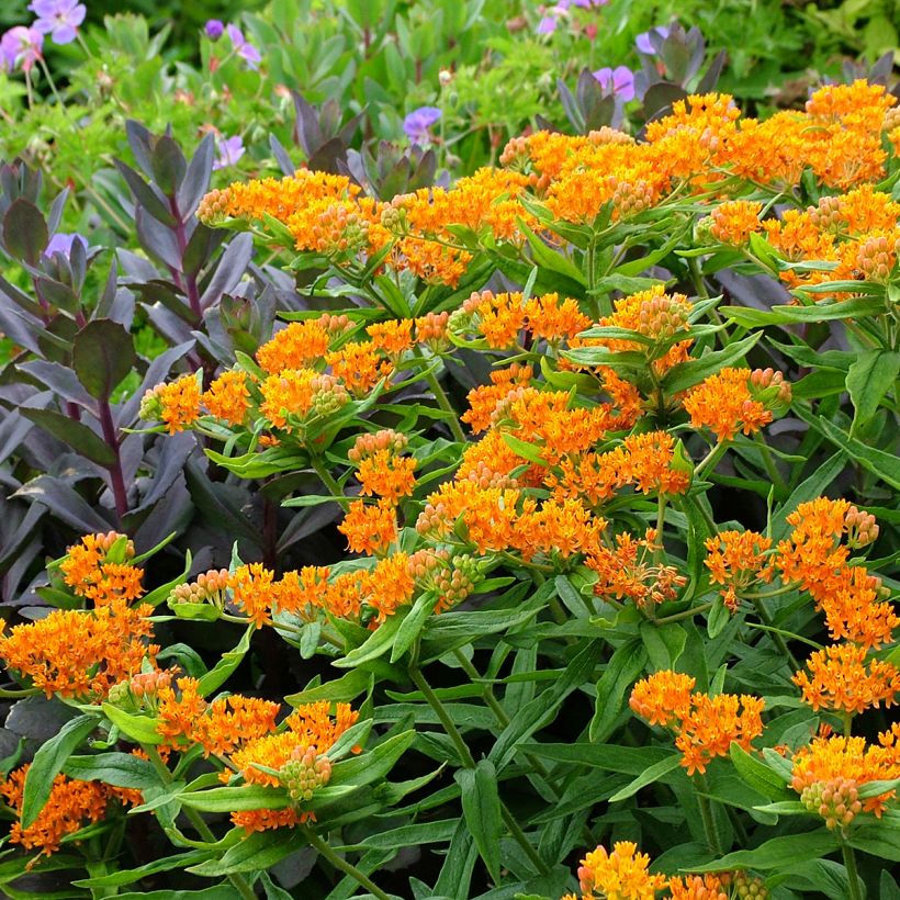 Asclepias tuberosa - Knolzijdeplant (Groeiplaats)