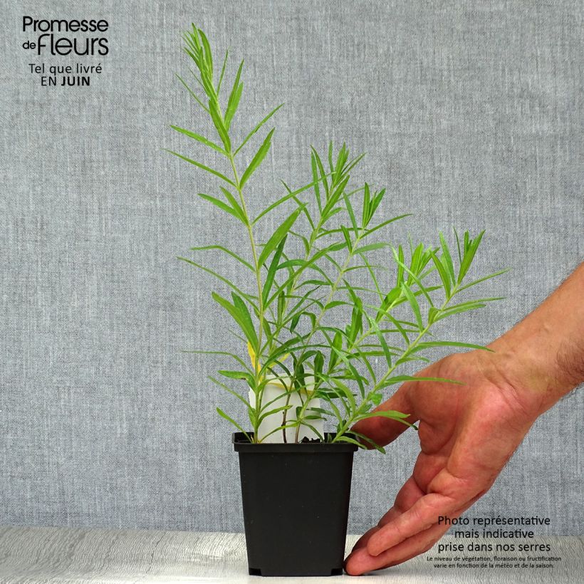 Exemplaar van Asclepias tuberosa - Knolzijdeplant Kweekpotje van 7/8 cm zoals geleverd in de zomer