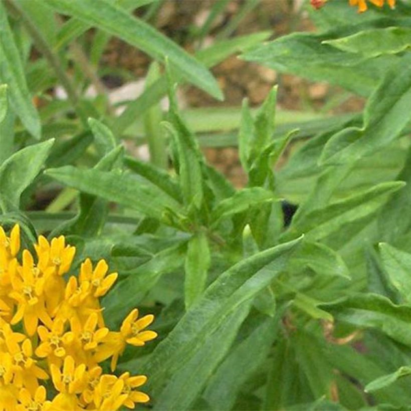 Asclepias tuberosa Hello Yellow - Knolzijdeplant (Blad)