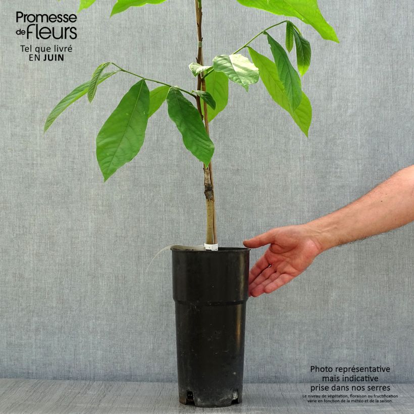 Exemplaar van Pawpaw Prima 1216 - Asimina triloba Pot van 4 l/5 l zoals geleverd in de zomer