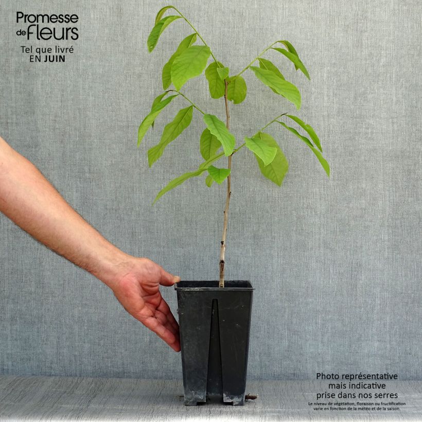 Exemplaar van Pawpaw Sunflower - Asimina triloba Pot van 2 l/3 l zoals geleverd in de zomer