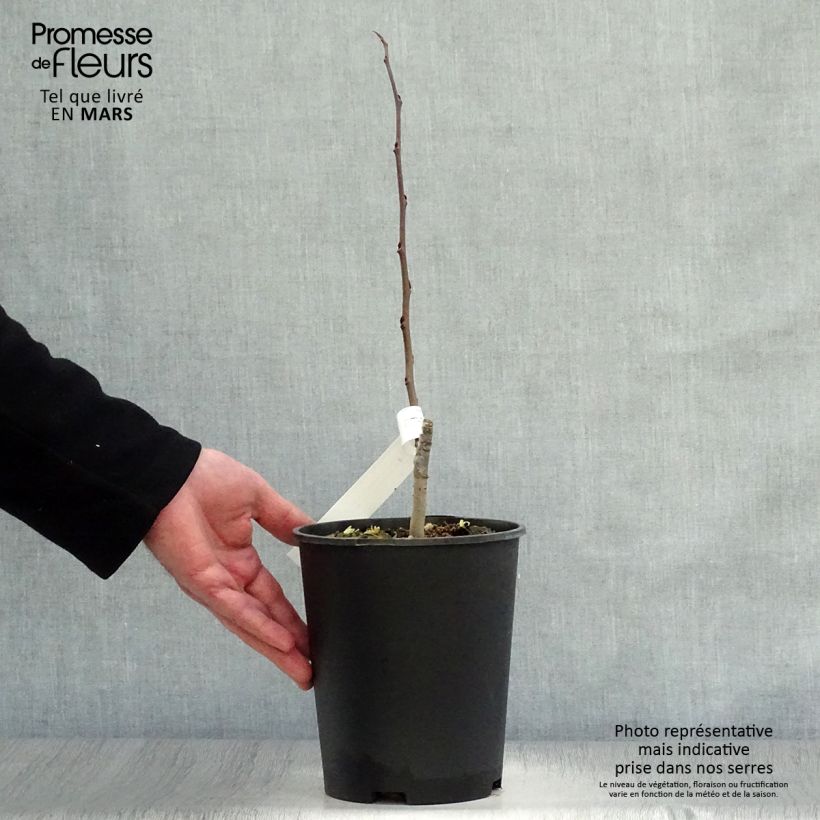 Exemplaar van Pawpaw Sunflower - Asimina triloba Pot van 2 l/3 l zoals geleverd in de lente