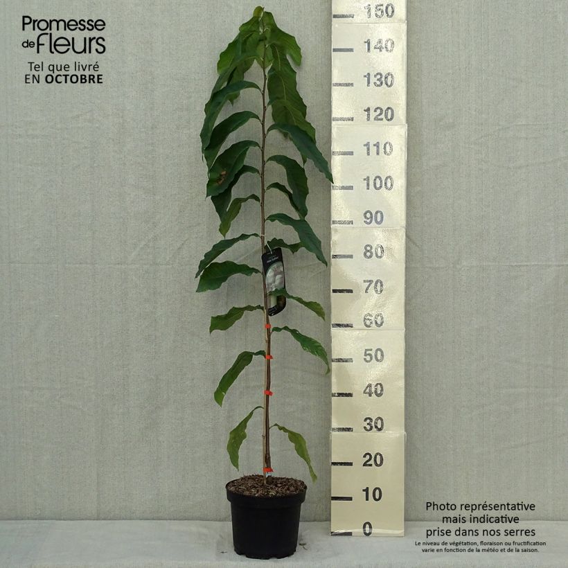 Exemplaar van Pawpaw Sunflower - Asimina triloba Pot van 4 l/5 l zoals geleverd in de herfst