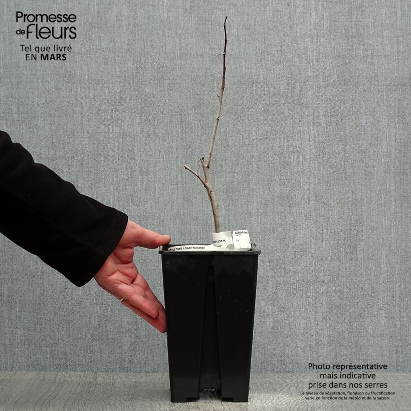 Example of Pawpaw Overleese - Asimina triloba Pot van 3 l/4 l as you get in printemps