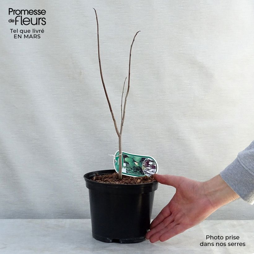 Example of Pawpaw - Asimina triloba Pot van 2 l/3 l as you get in printemps