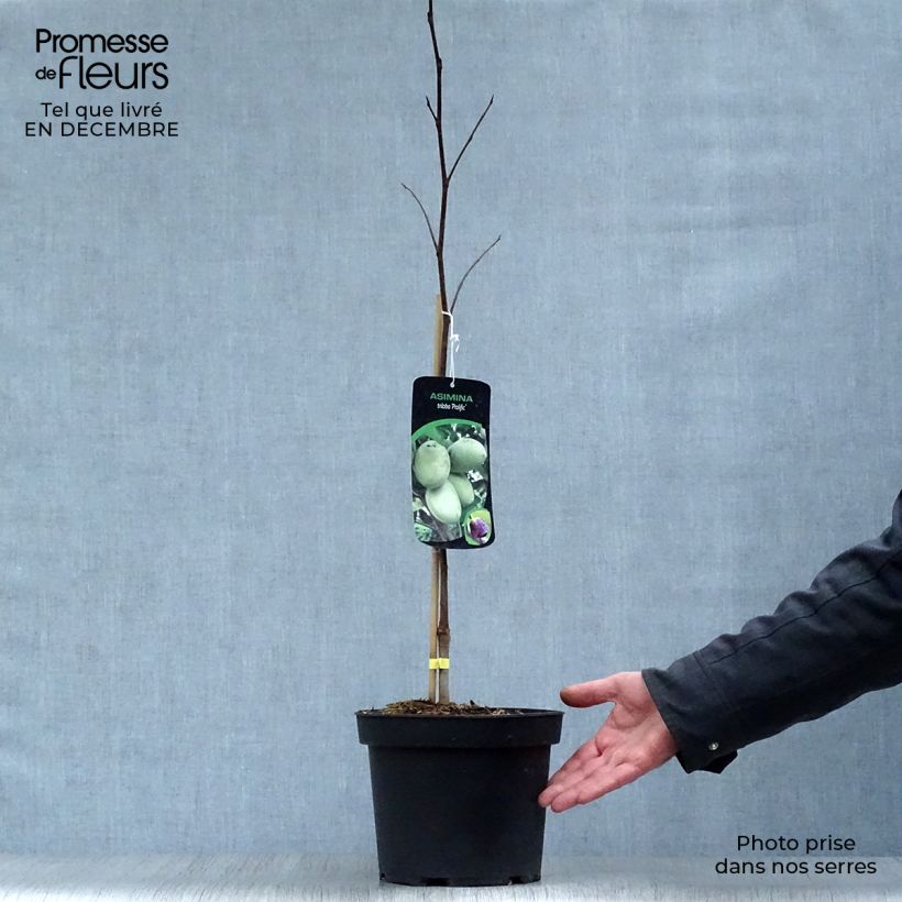 Exemplaar van Pawpaw Prolific - Asimina triloba Pot van 4 l/5 l zoals geleverd in de winter