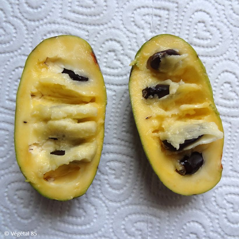 Pawpaw Summer Delight - Asimina triloba (Oogst)