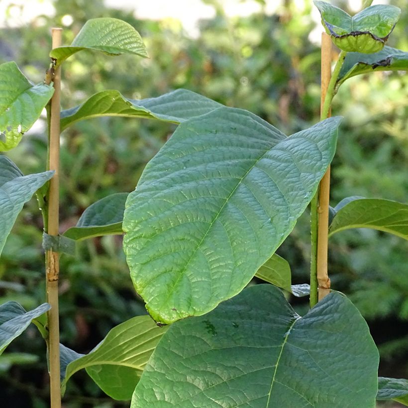 Pawpaw Susquehanna - Asimina triloba (Blad)
