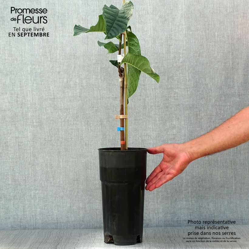 Exemplaar van Pawpaw Shenandoah - Asimina triloba Pot van 3 l/4 l zoals geleverd in de herfst