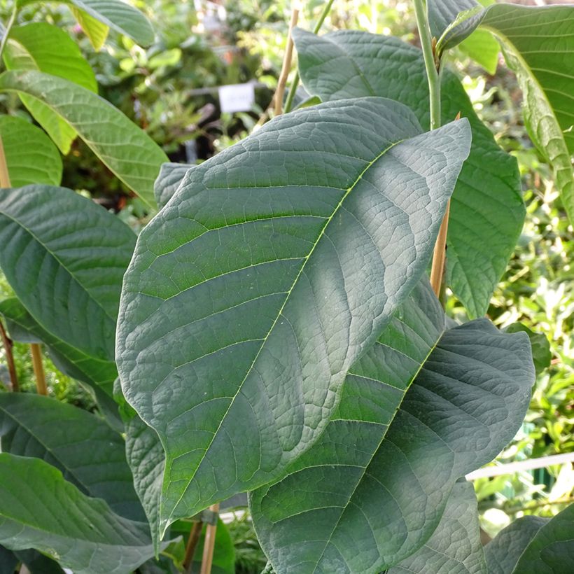 Pawpaw Shenandoah - Asimina triloba (Blad)