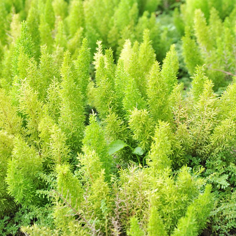 Asparagus densiflorus var. meyeri - Vossenstaartvaren (Blad)