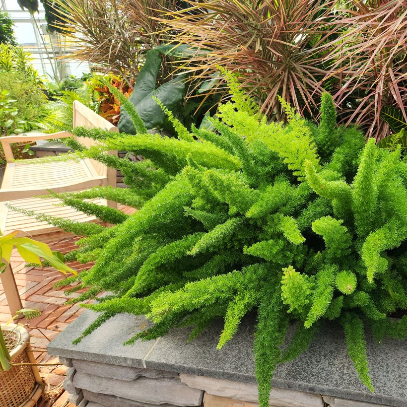 Asparagus densiflorus var. meyeri - Vossenstaartvaren (Groeiplaats)