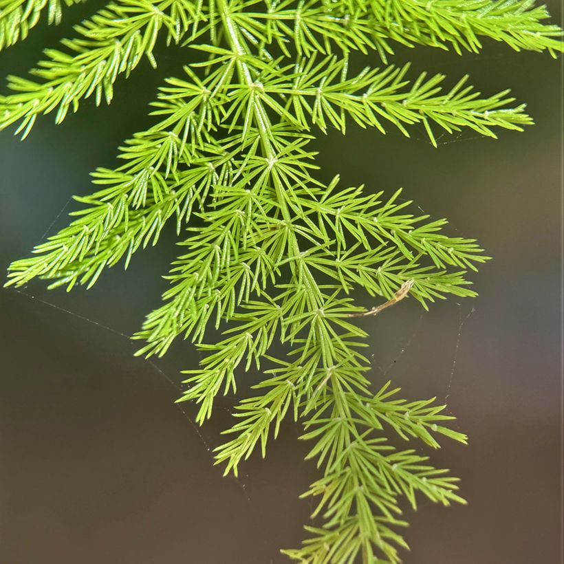 Asparagus plumosus - Aspergevaren (Blad)