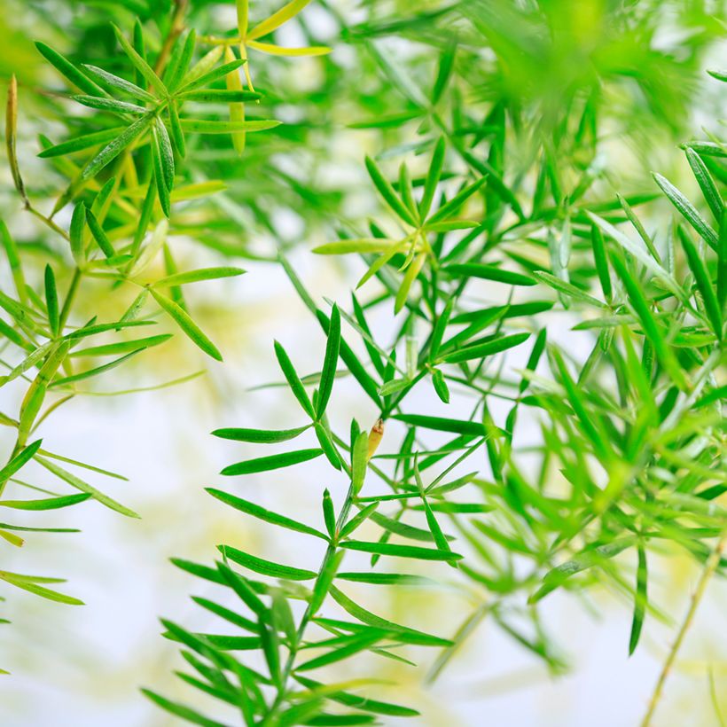Asparagus sprengeri - Sierasperge (Blad)