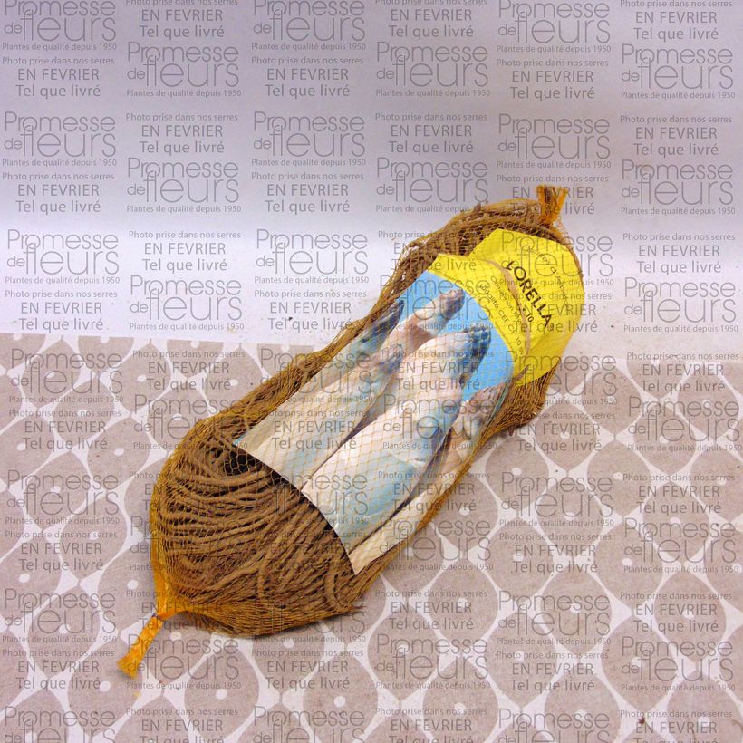 Voorbeeld van een exemplaar van Asperge Lorella (klauwen) Zak met 10 klauwen zoals geleverd