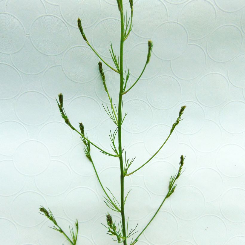 Asparagus officinalis - Asperge (Blad)