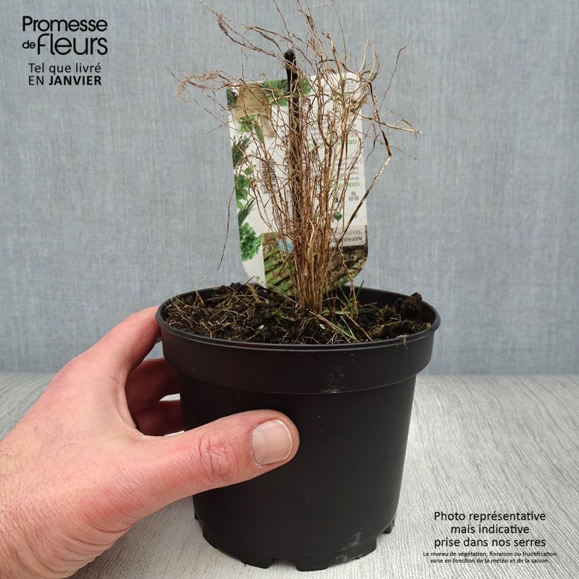 Exemplaar van Asperge verte Mary Washington - Asparagus officinalis Pot de 1,5L/2L zoals geleverd in de winter