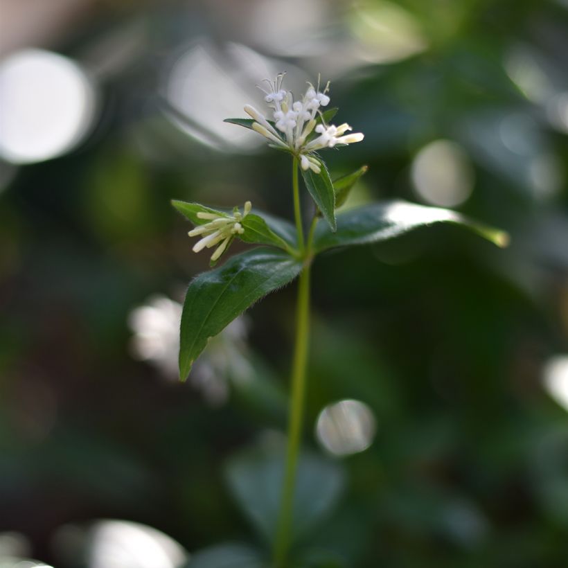 Asperula taurina - Turijns bedstro (Bloei)