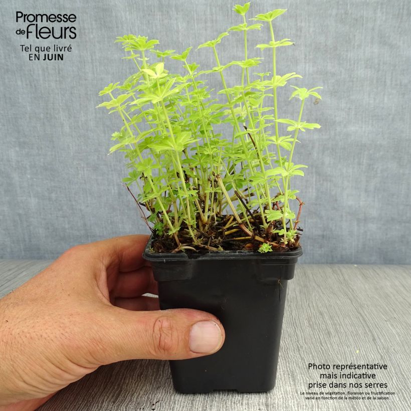 Exemplaar van Galium odoratum - Lievevrouwebedstro Kweekpotje van 7/8 cm zoals geleverd in de zomer