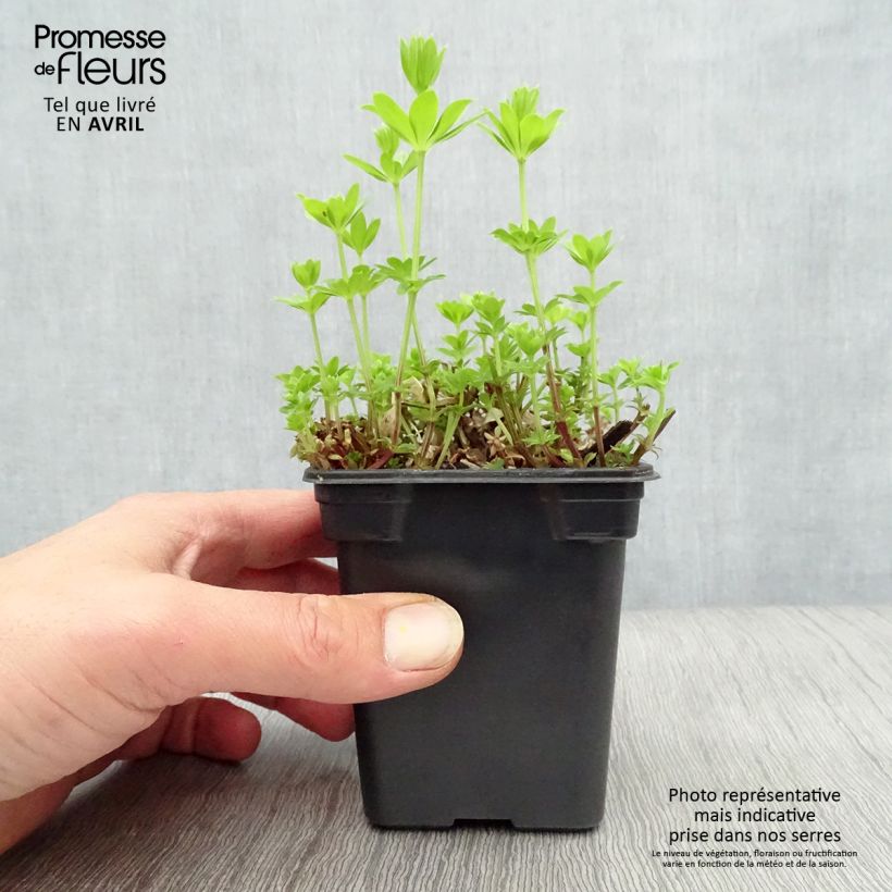 Exemplaar van Galium odoratum - Lievevrouwebedstro Kweekpotje van 7/8 cm zoals geleverd in de lente