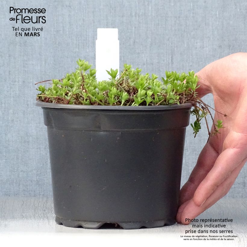 Exemplaar van Galium odoratum - Lievevrouwebedstro Pot van 2 l/3 l zoals geleverd in de lente
