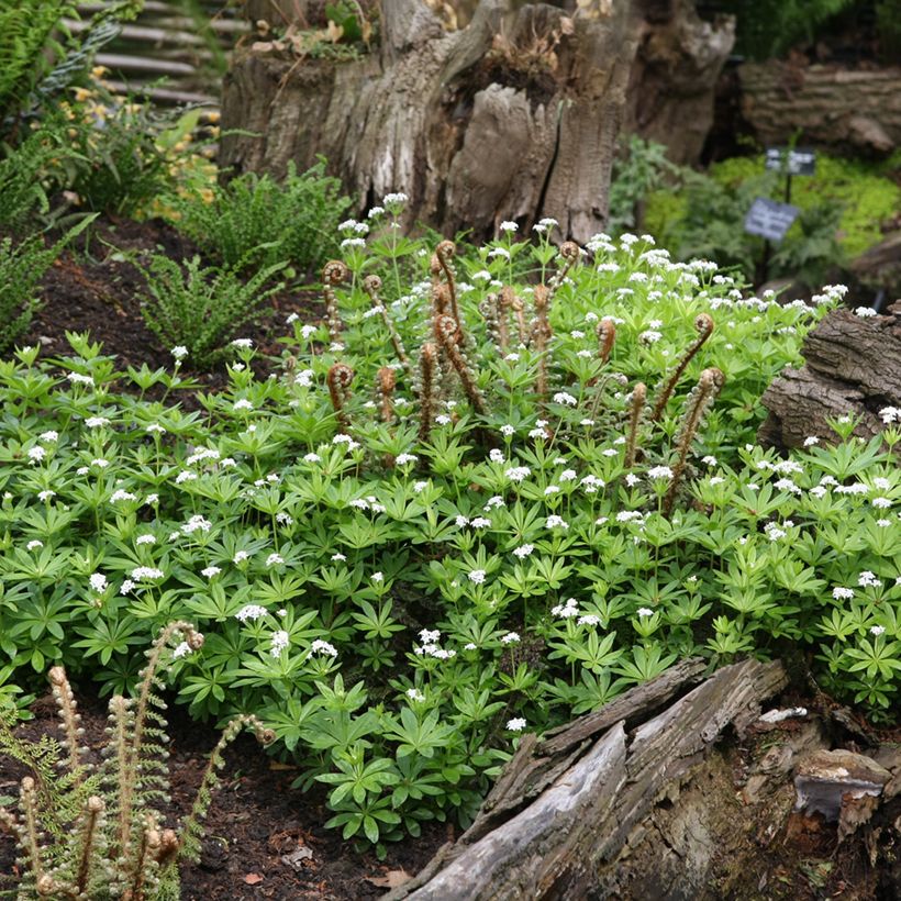 Galium odoratum - Lievevrouwebedstro (Groeiplaats)