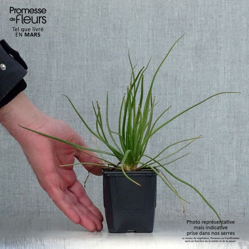 Exemplaar van Asphodelus albus - Witte affodil Kweekpotje van 8/9 cm zoals geleverd in de lente