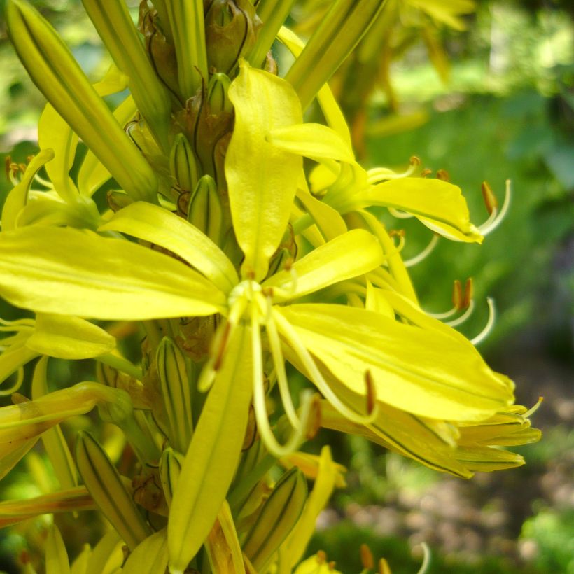 Asphodeline liburnica - Jonkerlelie (Bloei)