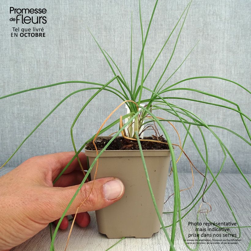 Exemplaar van Asphodeline liburnica - Jonkerlelie Kweekpotje van 8/9 cm zoals geleverd in de herfst