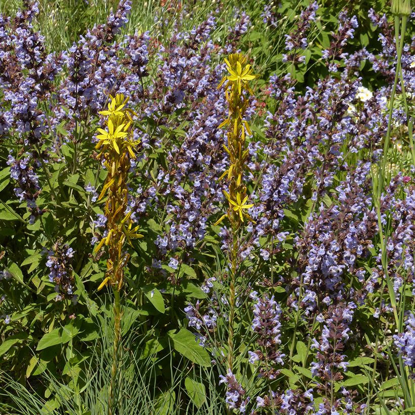 Asphodeline liburnica - Jonkerlelie (Groeiplaats)